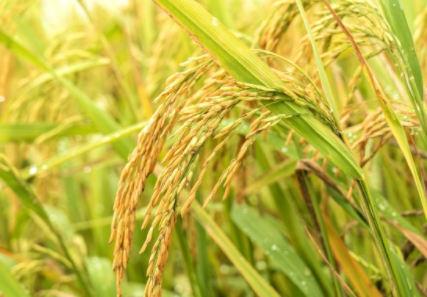 农业新规实施，助力产业绿色发展