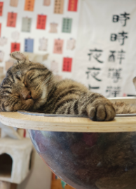 川西乡城:人与猫共生的香巴拉传说