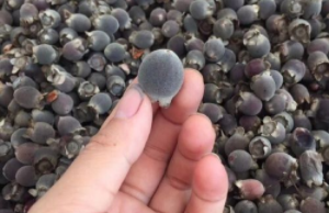 广东河源竹塘村：小小桃金娘变身乡村振兴“金果果”