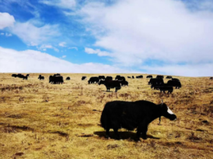 甘孜牦牛合作社带动牧民增收 高原特色产业助力共同富裕