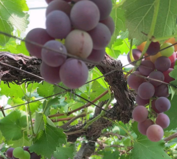 浦江万亩葡萄迎丰收，电商助力俏销全国