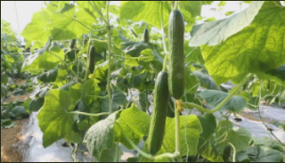 千亩黄瓜基地迎丰收，淄角镇现代化种植促农增收