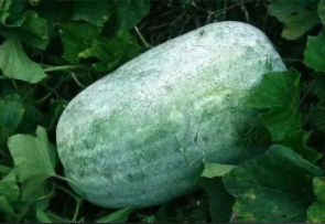 湖南澧县林下冬瓜迎丰收，日加工200吨带动四县产销