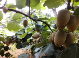 湖北大冶金牛镇特色水果迎丰收，“甜猕盛夏”托起农户增收梦