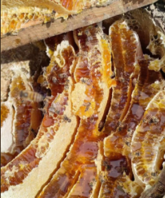 四川大凉山“高山蜂蜜”走出深闺,电商助力农户增收