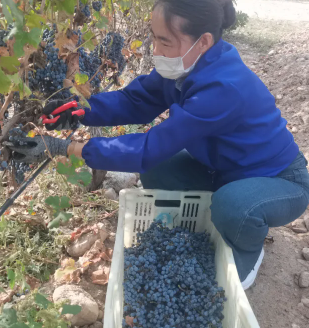 银川举办葡萄采摘技能竞赛,助推酿酒葡萄产业提质增效