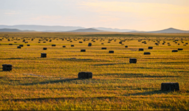 秋日内蒙古牧区喜迎“草场分红” 合作社模式助牧民增收