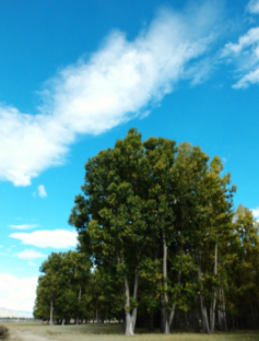 拉萨城郊荒滩变身生态景区 古树林成游客“新宠”带动乡村增收