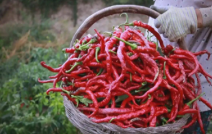 甘谷辣椒迎丰收 “红火产业”赋能乡村振兴