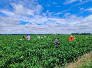 科左中旗丰收节开庆：玉米托管省成本、海棠红椒助增收，草原乡村 “丰” 景浓