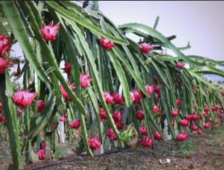 火龙果灯海点亮广西乡村夜游，八条自驾路线开启秋季新体验