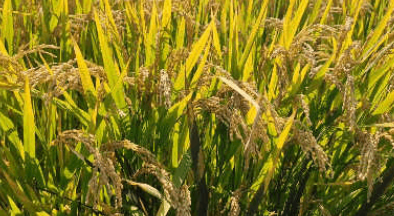 吉林金秋画卷正展开，黑土地上迎丰收