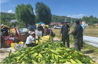 宁夏泾源县秋收画卷展开,特色产业助力乡村振兴