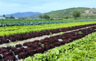 丰收节里话增收,青海海东晒出 “农业答卷”