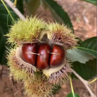 无人机“运栗下山”，迁西破解山区丰收运输难