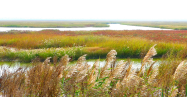 盐城湿地论坛推动青年参与保护，全球教育网络正式启动