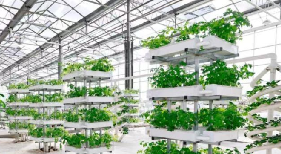 太原万柏林区农业转型见闻：科技赋能秋收新图景