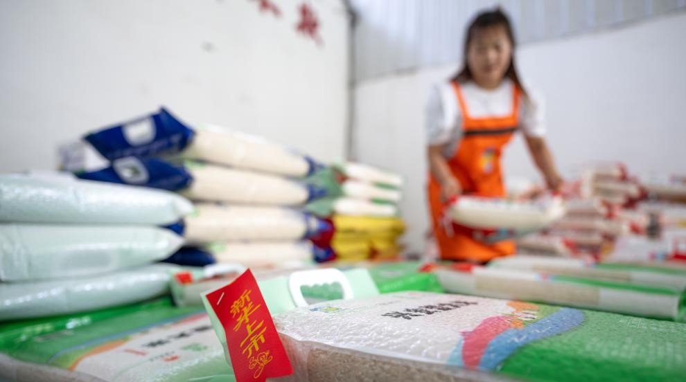 金秋稻田迎丰收