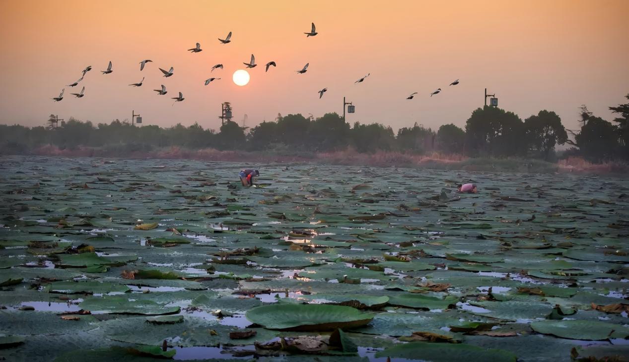 鸡头米“引流”！甪直金秋文旅玩新花样