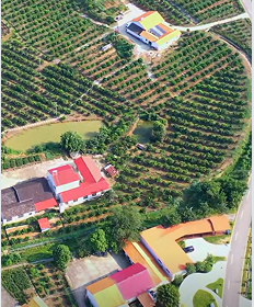 湖北枝江向巷村：柑橘产业带动乡村美丽蜕变