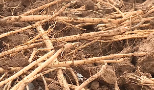 民乐特色农产品借电商渠道走出深山