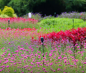 枝江同心花海：科技赋能农旅融合 助力乡村振兴