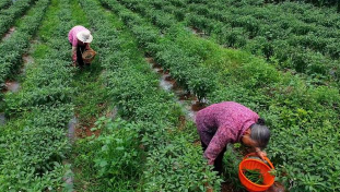 长治长子县：212 亩潞党参基地成 “富民田” 留守村民家门口挣 “稳稳的幸福”