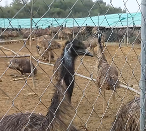 统战赋能特色养殖：玉山鸸鹋基地蹚出乡村振兴新路子