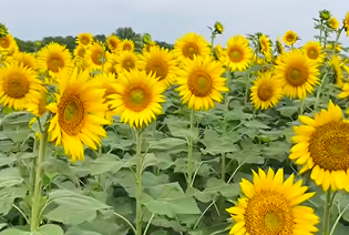 江苏治水兴水谱写人水和谐新篇章