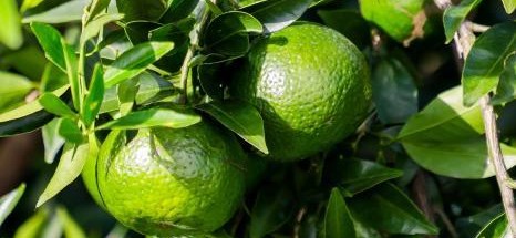 从一颗柑到“软黄金”：外籍网络达人感受侨乡江门产业新篇