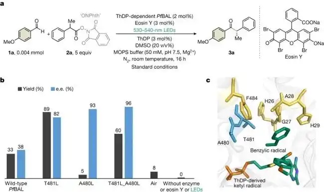 我国科研团队在酶催化研究领域取得新突破