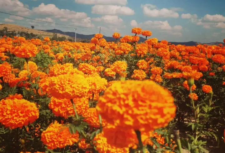 “金花”万寿菊 绽放振兴路