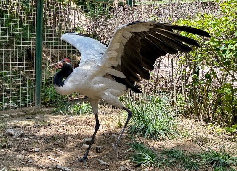 鹤舞高原——黑颈鹤“降级”背后的青海守护