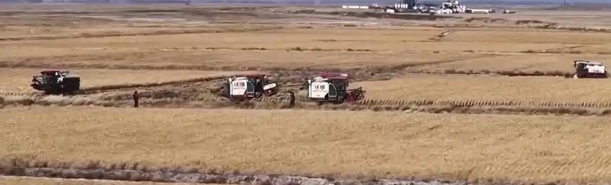 多地黄淮海地区秋粮抢收有序推进