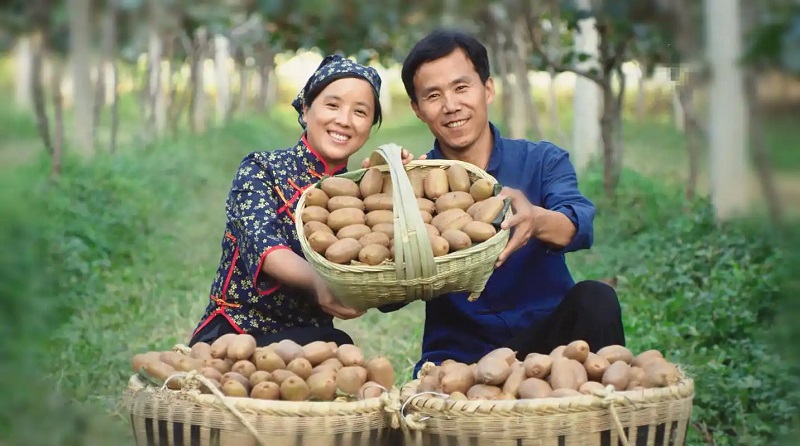 陕西周至猕猴桃产业链助农增收