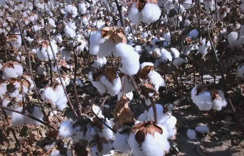 棉田里的“丰”景——从新季棉花采收看产业发展新图景