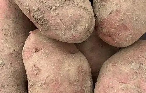 固原马铃薯从地方特产跃升为国际市场 “新宠”