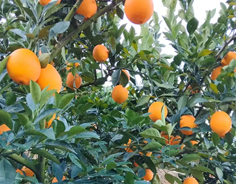 寻乌早橙抢鲜记：智能分选助力赣南脐橙提速上市