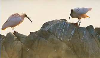 朱鹮之乡绘就有机产业新图景 生态保护与经济发展相得益彰