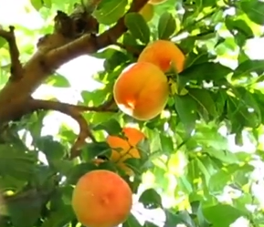 平谷大桃迎丰收季 特色产业铺就乡村振兴路