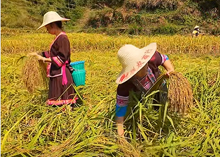 地灵村红糯喜获丰收 “胭脂米”飘香助农增收