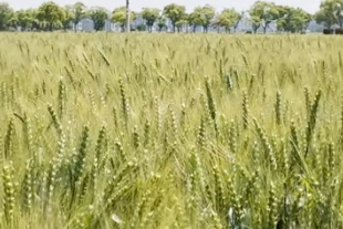 浙江攻克红黄壤改良技术 中低产田实现产能跃升