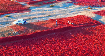 戈壁滩上铺展“红色画卷” 和硕色素辣椒迎丰收