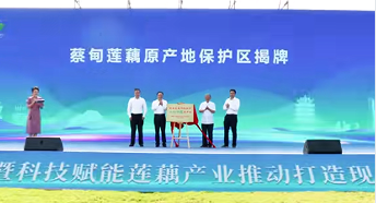 蔡甸莲藕产业升级 打造百亿级产业集群