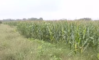 陕西积极应对"秋淋"天气 全力推进秋粮抢收抢烘工作