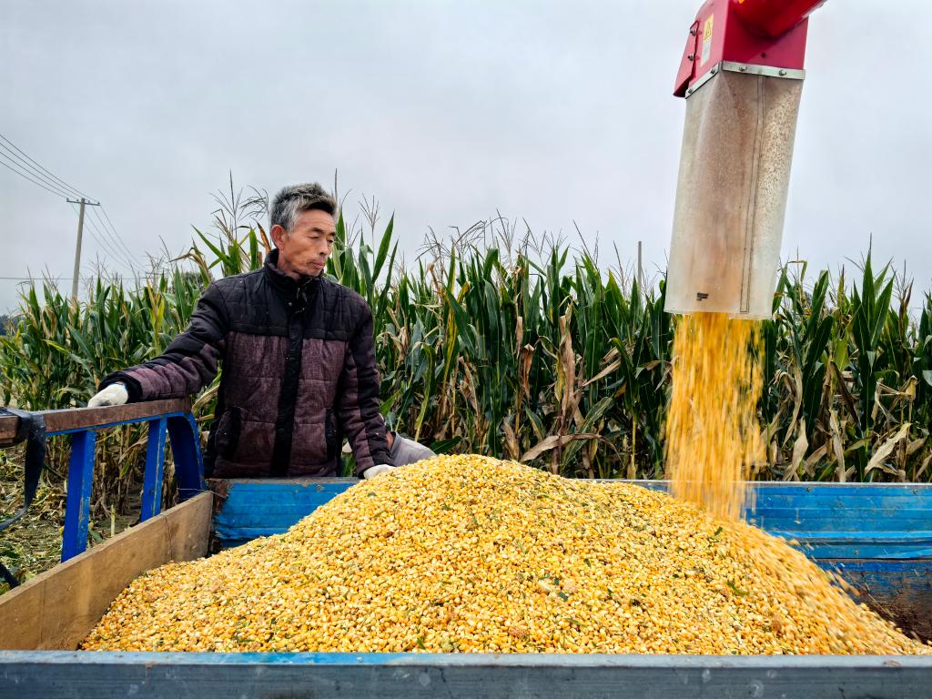 战阴雨 保秋粮——产粮大省山东抢收抢烘一线见闻