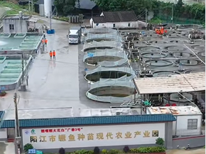 广东阳春打造鳜鱼百亿级产业链，种苗供应占全国七成