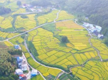 福建柘荣：金秋稻浪翻涌 科技赋能乡村振兴