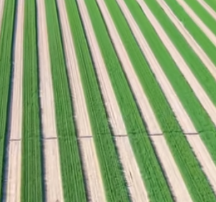 金秋丰收看河套：多元种植模式谱写现代农业新篇章