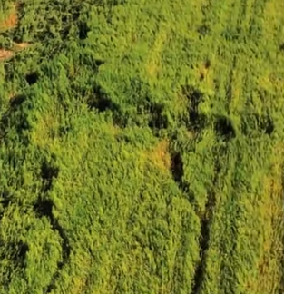 乌拉特后旗：麦草轮作新模式，黄土生金效益增
